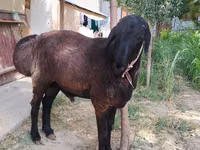 Ram, Sheep — photo 2