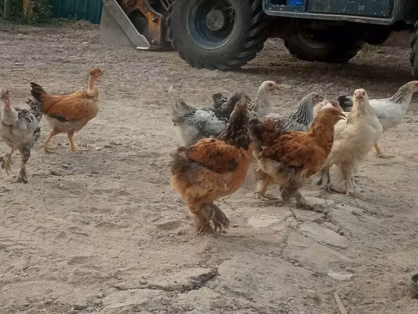 Chickens — Kirgistaan