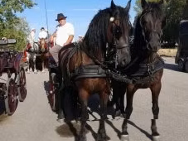 Horse (M), Friesian