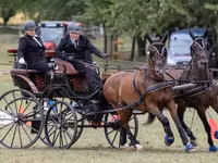 Cavallo, Nonius horse — foto 1