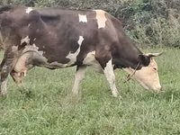 Cow, Simmental cattle — photo 2