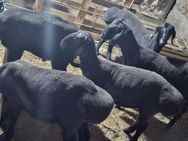 Ram, Sheep — Uzbekistan