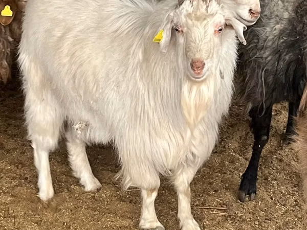 Billy Goat, Goats