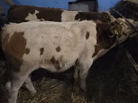 Boğa, Simmental cattle — foto 6