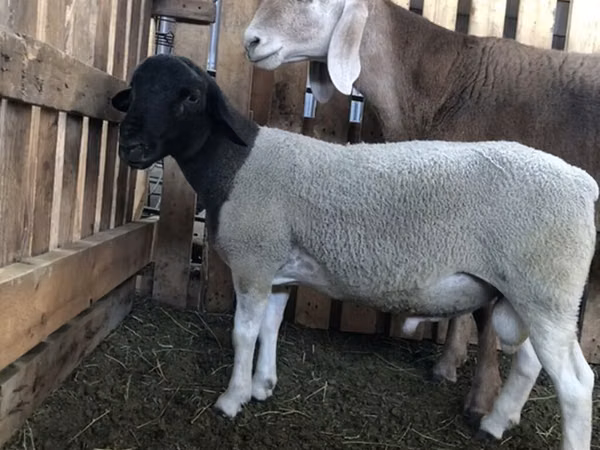 Ram, Dorper sheep