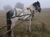 Kůň, Koně — foto 1