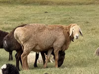 Ram, Arashan sheep — photo 2
