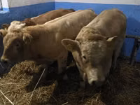 Sığır (parti, cinsiyet belirtilmedi), Simmental cattle — foto 3