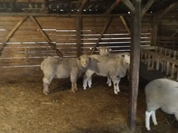 قوچ, Ile-de-France sheep