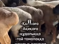 Ram, Edilbay sheep — photo 1
