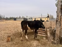 Byk, Russian Black pied cattle — zdjęcie 2