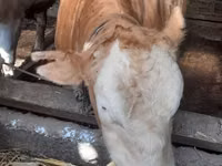 सांड, Simmental cattle — फ़ोटो 2