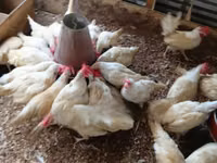 Chickens — sawirka 4