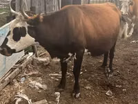 Cow, Cattle — photo 4