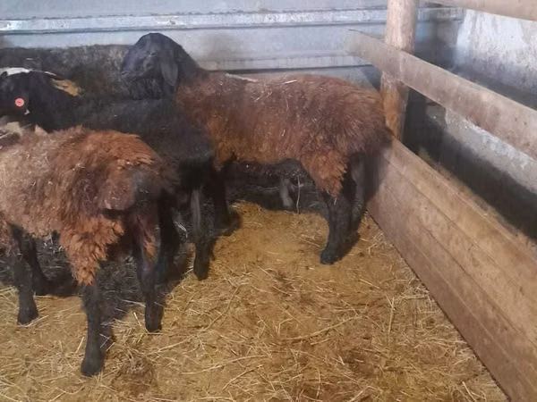 Ram, Sheep — Kazakhstan