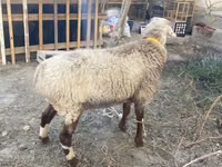 Ram, Sheep — photo 2