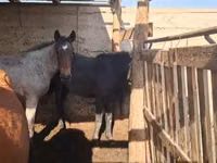 घोड़ा, Kazakh horse — फ़ोटो 1