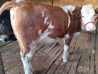گاو ماده, Simmental cattle — عکس 1
