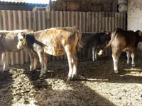 गाय, Swiss cattle — फ़ोटो 6
