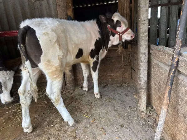 Bull, Russian Black pied cattle