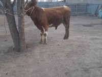 公牛, Cattle — 照片 1