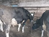 Vacă, Russian Black pied cattle — foto 4