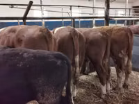 Cattle (batch, sex not specified), Hereford — photo 3
