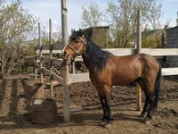 Horse (M), Horses — photo 1