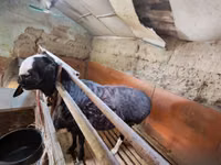 Kambing jantan, Sheep — foto 4