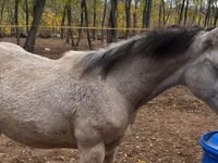 Kuda betina, Quarter Horse — foto 5