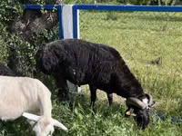 Billy Goat, Goats — photo 2
