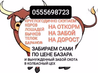 Bika, Szarvasmarhák — 2. fotó