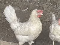 Leghorn — sawirka 2