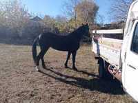 Kuda betina, Horse breed — foto 2