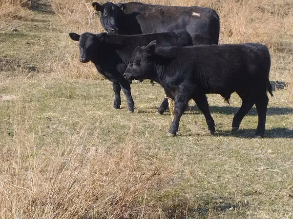Buqa, Swiss cattle