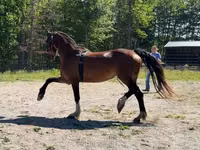 Yegua, Dutch warmblood horse — foto 3