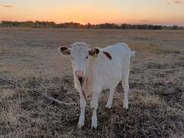 Cow, Cattle — Kazakhstan