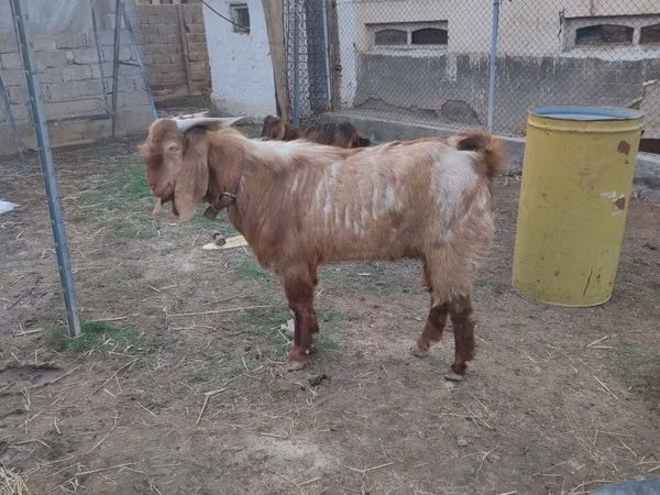 Billy Goat, Beetal goats — Kazakhstan