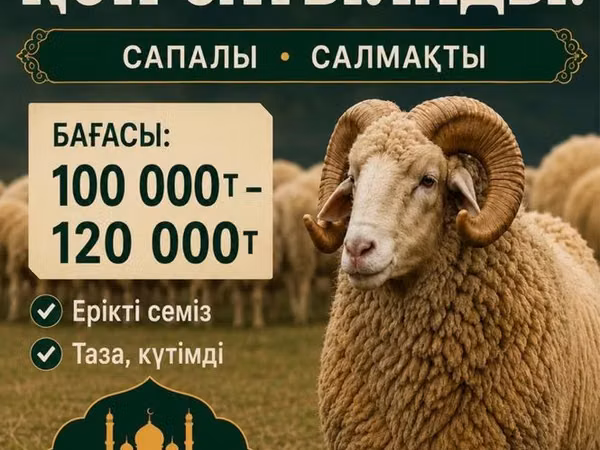 Ram, Sheep — Kazakhstan
