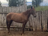 Cavalla, Cavalli — foto 4
