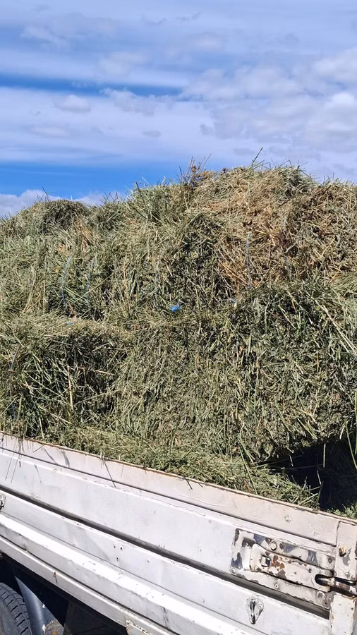 Balot de lucernă