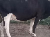 گاو ماده, Russian Black pied cattle — عکس 2