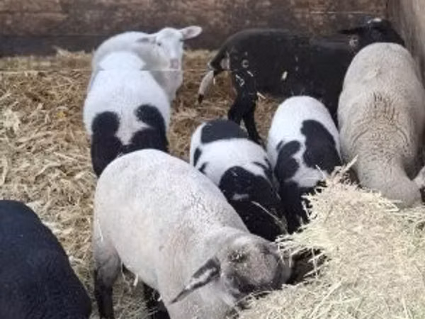 قوچ, Dorper sheep