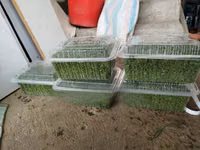 Best Azolla Seeds in Kenya - Location CBD Nairobi — 照片 3