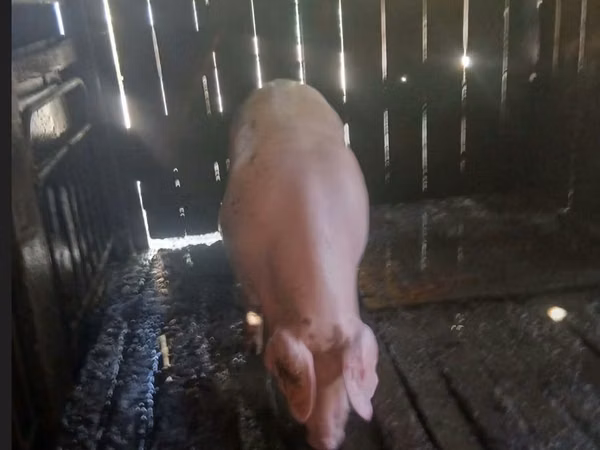 Boar, Pigs — Moldova