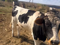 Bull, Simmental cattle — photo 4