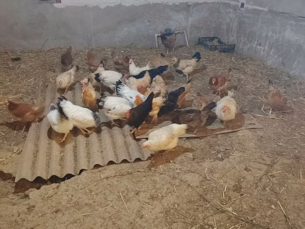 Chickens — Азербайджан