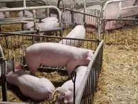 สุกร (เป็นล็อต, ไม่ระบุเพศ), หมู — รูปภาพ 1