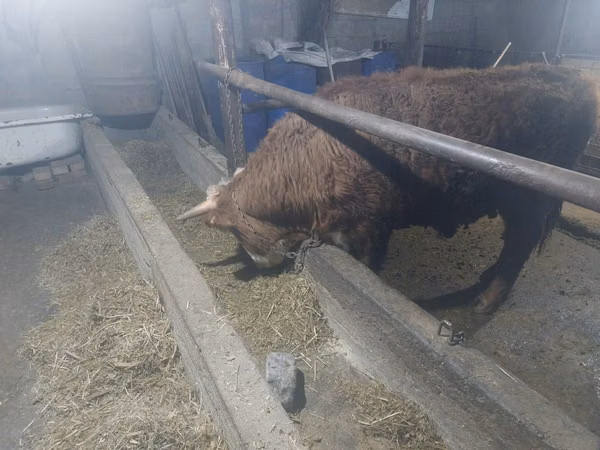 Bull, Kazakh White-headed cow — Kazakhstan