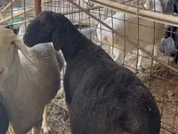 Ram, Blackheaded Persian sheep — photo 4